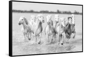 Running wild horses-Marco Carmassi-Framed Stretched Canvas