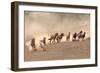 Running Wild-Sally Linden-Framed Photographic Print