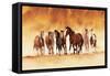 Running Wild-David Drost-Framed Stretched Canvas