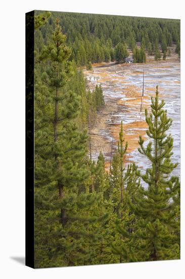 Runoff water and bacterial mat, Grand Prismatic spring and bacterial mat, Yellowstone NP, WY-Adam Jones-Stretched Canvas