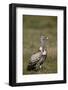 Rupellss Griffon Vulture (Gyps Rueppellii)-James Hager-Framed Photographic Print