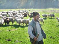 A Shepherd Stands by His Sheep in Miclosoara, Romania, October 2006-Rupert Wolfe-murray-Stretched Canvas