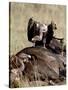 Ruppell's Griffon Vulture Atop a Cape Buffalo Carcass-James Hager-Stretched Canvas