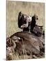 Ruppell's Griffon Vulture Atop a Cape Buffalo Carcass-James Hager-Mounted Photographic Print