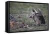 Ruppell's Griffon Vulture (Gyps Rueppellii) Approaches a Black-Backed Jackal-James Hager-Framed Stretched Canvas