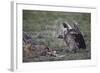 Ruppell's Griffon Vulture (Gyps Rueppellii) Approaches a Black-Backed Jackal-James Hager-Framed Photographic Print