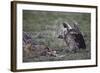 Ruppell's Griffon Vulture (Gyps Rueppellii) Approaches a Black-Backed Jackal-James Hager-Framed Photographic Print