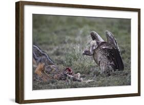 Ruppell's Griffon Vulture (Gyps Rueppellii) Approaches a Black-Backed Jackal-James Hager-Framed Photographic Print