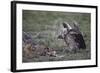 Ruppell's Griffon Vulture (Gyps Rueppellii) Approaches a Black-Backed Jackal-James Hager-Framed Photographic Print