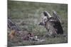 Ruppell's Griffon Vulture (Gyps Rueppellii) Approaches a Black-Backed Jackal-James Hager-Mounted Photographic Print