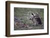 Ruppell's Griffon Vulture (Gyps Rueppellii) Approaches a Black-Backed Jackal-James Hager-Framed Photographic Print