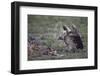 Ruppell's Griffon Vulture (Gyps Rueppellii) Approaches a Black-Backed Jackal-James Hager-Framed Photographic Print