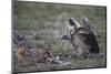 Ruppell's Griffon Vulture (Gyps Rueppellii) Approaches a Black-Backed Jackal-James Hager-Mounted Photographic Print