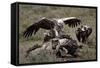 Ruppell's Griffon Vulture (Gyps Rueppellii) Atop a Zebra Carcass-James Hager-Framed Stretched Canvas