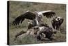 Ruppell's Griffon Vulture (Gyps Rueppellii) Atop a Zebra Carcass-James Hager-Stretched Canvas