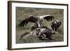 Ruppell's Griffon Vulture (Gyps Rueppellii) Atop a Zebra Carcass-James Hager-Framed Photographic Print