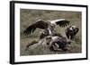 Ruppell's Griffon Vulture (Gyps Rueppellii) Atop a Zebra Carcass-James Hager-Framed Photographic Print