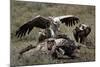 Ruppell's Griffon Vulture (Gyps Rueppellii) Atop a Zebra Carcass-James Hager-Mounted Photographic Print