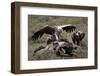 Ruppell's Griffon Vulture (Gyps Rueppellii) Atop a Zebra Carcass-James Hager-Framed Photographic Print