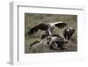 Ruppell's Griffon Vulture (Gyps Rueppellii) Atop a Zebra Carcass-James Hager-Framed Photographic Print