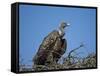 Ruppell's Griffon Vulture (Gyps Rueppellii)-James Hager-Framed Stretched Canvas