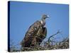 Ruppell's Griffon Vulture (Gyps Rueppellii)-James Hager-Stretched Canvas