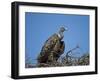 Ruppell's Griffon Vulture (Gyps Rueppellii)-James Hager-Framed Photographic Print