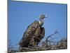 Ruppell's Griffon Vulture (Gyps Rueppellii)-James Hager-Mounted Photographic Print