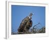 Ruppell's Griffon Vulture (Gyps Rueppellii)-James Hager-Framed Photographic Print