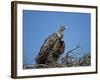 Ruppell's Griffon Vulture (Gyps Rueppellii)-James Hager-Framed Photographic Print