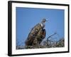 Ruppell's Griffon Vulture (Gyps Rueppellii)-James Hager-Framed Photographic Print