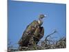 Ruppell's Griffon Vulture (Gyps Rueppellii)-James Hager-Mounted Photographic Print