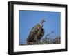 Ruppell's Griffon Vulture (Gyps Rueppellii)-James Hager-Framed Photographic Print