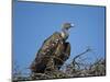 Ruppell's Griffon Vulture (Gyps Rueppellii)-James Hager-Mounted Photographic Print