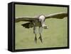 Ruppell's Griffon Vulture on Final Approach, Serengeti National Park, Tanzania, East Africa-James Hager-Framed Stretched Canvas