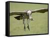 Ruppell's Griffon Vulture on Final Approach, Serengeti National Park, Tanzania, East Africa-James Hager-Framed Stretched Canvas