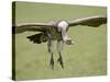 Ruppell's Griffon Vulture on Final Approach, Serengeti National Park, Tanzania, East Africa-James Hager-Stretched Canvas