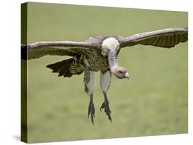 Ruppell's Griffon Vulture on Final Approach, Serengeti National Park, Tanzania, East Africa-James Hager-Stretched Canvas