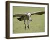 Ruppell's Griffon Vulture on Final Approach, Serengeti National Park, Tanzania, East Africa-James Hager-Framed Photographic Print