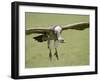 Ruppell's Griffon Vulture on Final Approach, Serengeti National Park, Tanzania, East Africa-James Hager-Framed Photographic Print