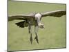 Ruppell's Griffon Vulture on Final Approach, Serengeti National Park, Tanzania, East Africa-James Hager-Mounted Photographic Print