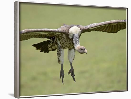 Ruppell's Griffon Vulture on Final Approach, Serengeti National Park, Tanzania, East Africa-James Hager-Framed Photographic Print