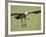 Ruppell's Griffon Vulture on Final Approach, Serengeti National Park, Tanzania, East Africa-James Hager-Framed Photographic Print