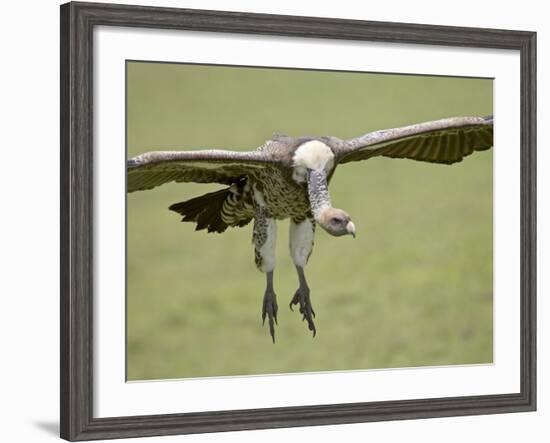 Ruppell's Griffon Vulture on Final Approach, Serengeti National Park, Tanzania, East Africa-James Hager-Framed Photographic Print