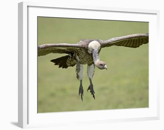 Ruppell's Griffon Vulture on Final Approach, Serengeti National Park, Tanzania, East Africa-James Hager-Framed Photographic Print