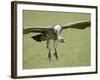 Ruppell's Griffon Vulture on Final Approach, Serengeti National Park, Tanzania, East Africa-James Hager-Framed Photographic Print