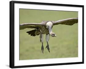 Ruppell's Griffon Vulture on Final Approach, Serengeti National Park, Tanzania, East Africa-James Hager-Framed Photographic Print