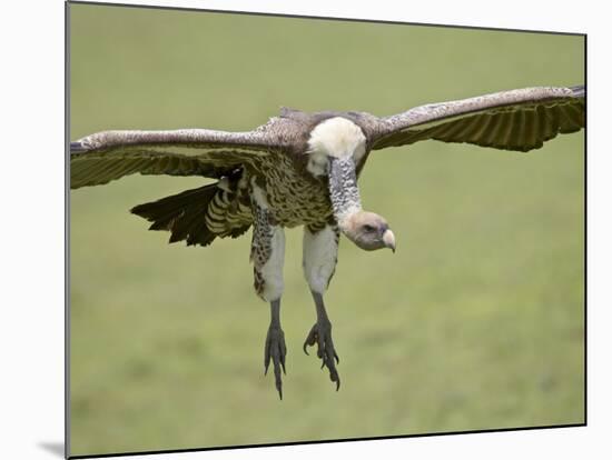 Ruppell's Griffon Vulture on Final Approach, Serengeti National Park, Tanzania, East Africa-James Hager-Mounted Photographic Print