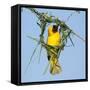 Ruppell's weaver male building nest, Oman-Hanne & Jens Eriksen-Framed Stretched Canvas