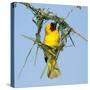 Ruppell's weaver male building nest, Oman-Hanne & Jens Eriksen-Stretched Canvas